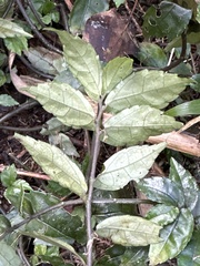 Pellionia radicans
