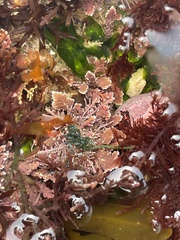 Chaetomorpha spiralis