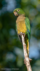Eupsittula nana