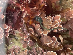 Chaetomorpha spiralis