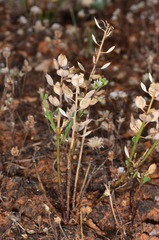 Lepidium phlebopetalum