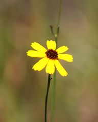 Coreopsis floridana