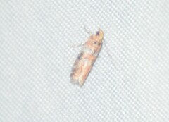 Sciota rubrisparsella
