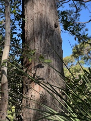 Eucalyptus umbra