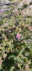 Mirabilis laevis