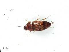 Litargus vestitus