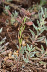 Lepidium phlebopetalum