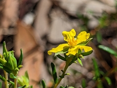 Hibbertia devitata