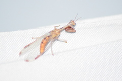 Dicromantispa interrupta