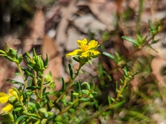 Hibbertia devitata