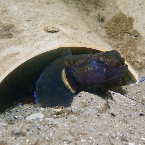Chameleon goby (Tridentiger trigonocephalus) — Gobiidae