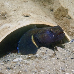 Chameleon Goby photo 2