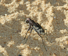Cicindela formosa