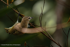 Vireo magister