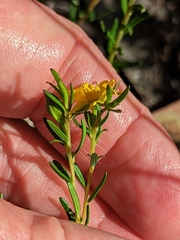 Hibbertia devitata