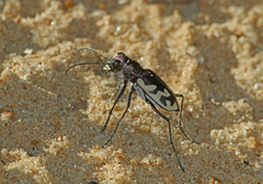 Cicindela formosa