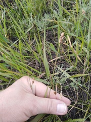 Carex stenophylla