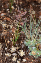 Lepidium phlebopetalum