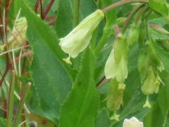 Epilobium luteum