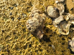 Muricidae