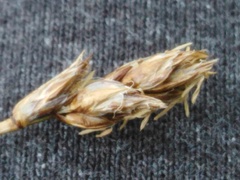 Carex stenophylla