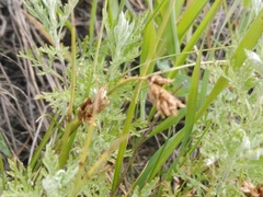 Carex stenophylla