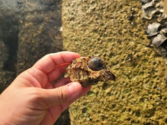 Muricidae