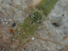 Heptacarpus
