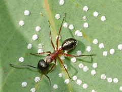 Camponotus innexus