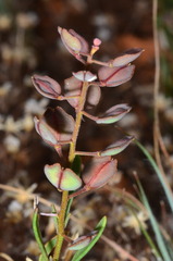 Lepidium phlebopetalum