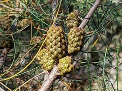 Allocasuarina muelleriana