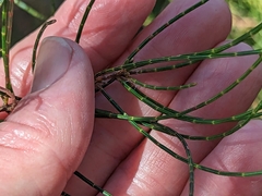 Allocasuarina muelleriana