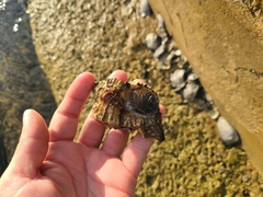 Muricidae