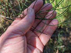 Allocasuarina muelleriana