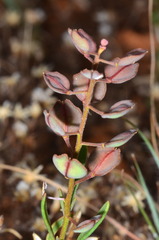 Lepidium phlebopetalum