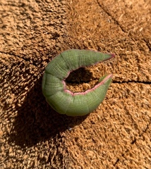 Crypsiphona ocultaria