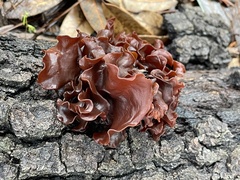 Phaeotremella foliacea