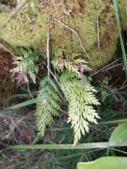 Asplenium appendiculatum