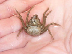 Pyromaia tuberculata