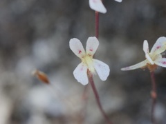 Stylidium calcaratum