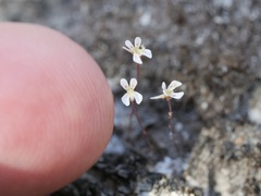Stylidium calcaratum