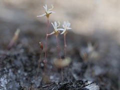 Stylidium calcaratum
