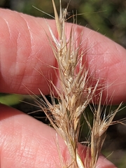 Rytidosperma caespitosum