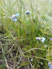 Myosotis popovii