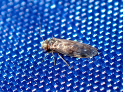 Caeciliusidae
