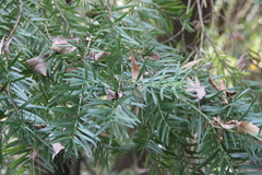 Podocarpus nubigenus