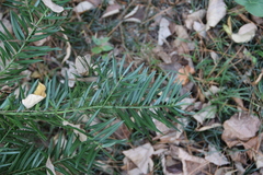 Podocarpus nubigenus