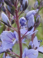 Veronica prostrata