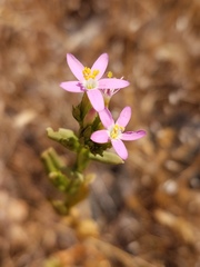 Zeltnera venusta