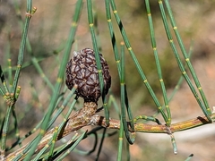 Allocasuarina striata